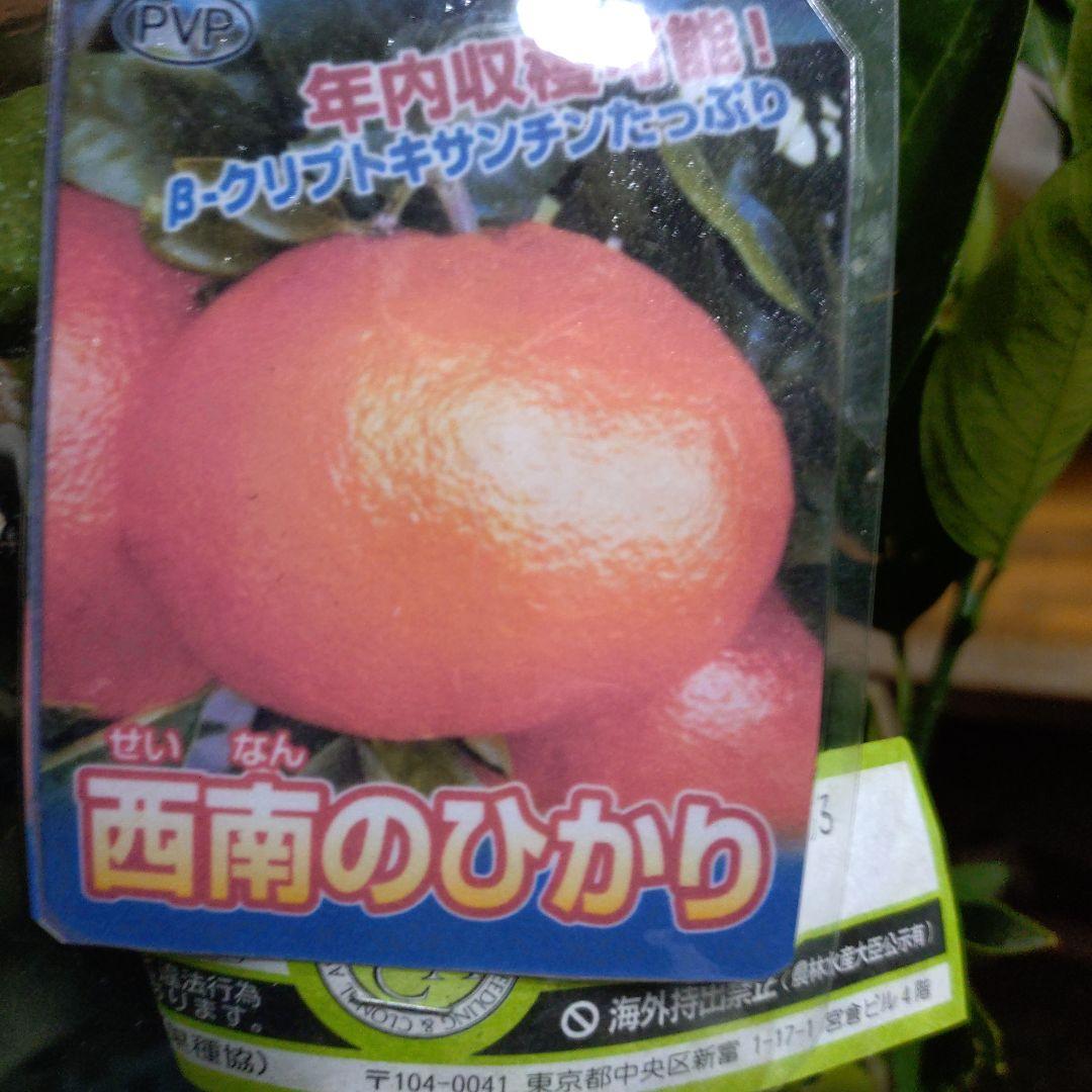 大人気！西南のひかり３年生＆（バリエーション変更可） 楽天市場】みかん 苗木 【西南のひかり （西南の光）】 3年生接木大苗