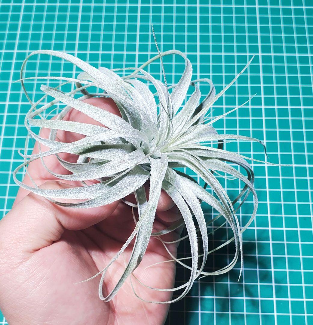 チランジア チャペウエンシス Tillandsia ティランジア 白銀の塔ティランジア・チャペウエンシス・チュリフォルミス