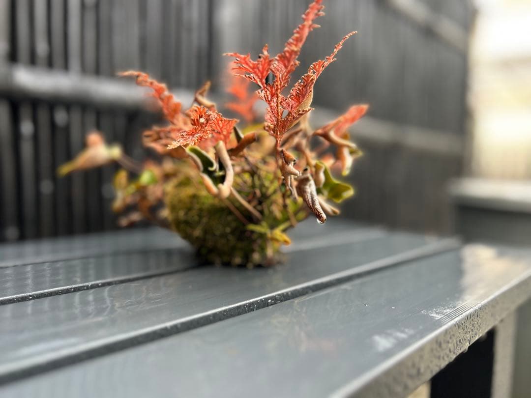 ミニ盆栽と山野草 - シダ類 ヒトツバと黄金シダの根洗 苔玉 シダ