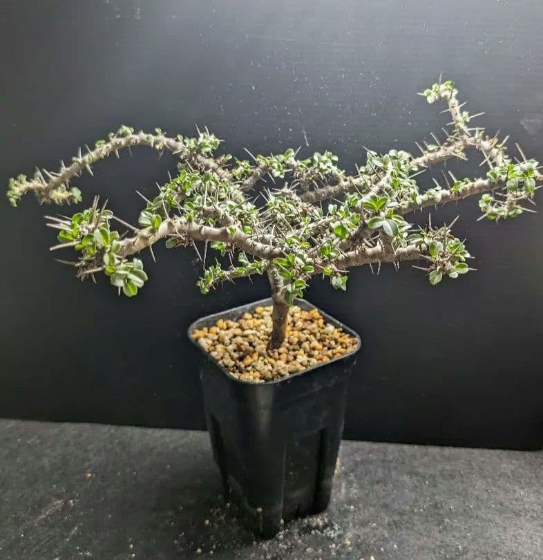 モンソニア カンデボエンシス（サルコカウロン） ☆レア植物☆ - メルカリ