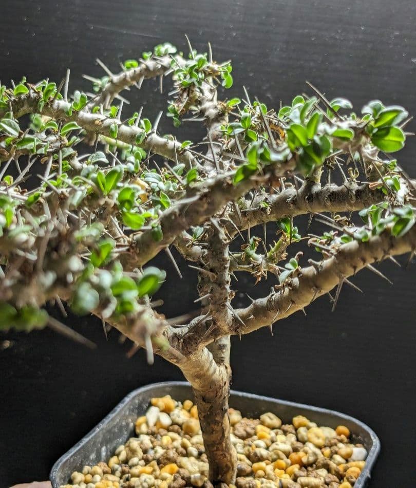 モンソニア カンデボエンシス（サルコカウロン） ☆レア植物☆ - メルカリ