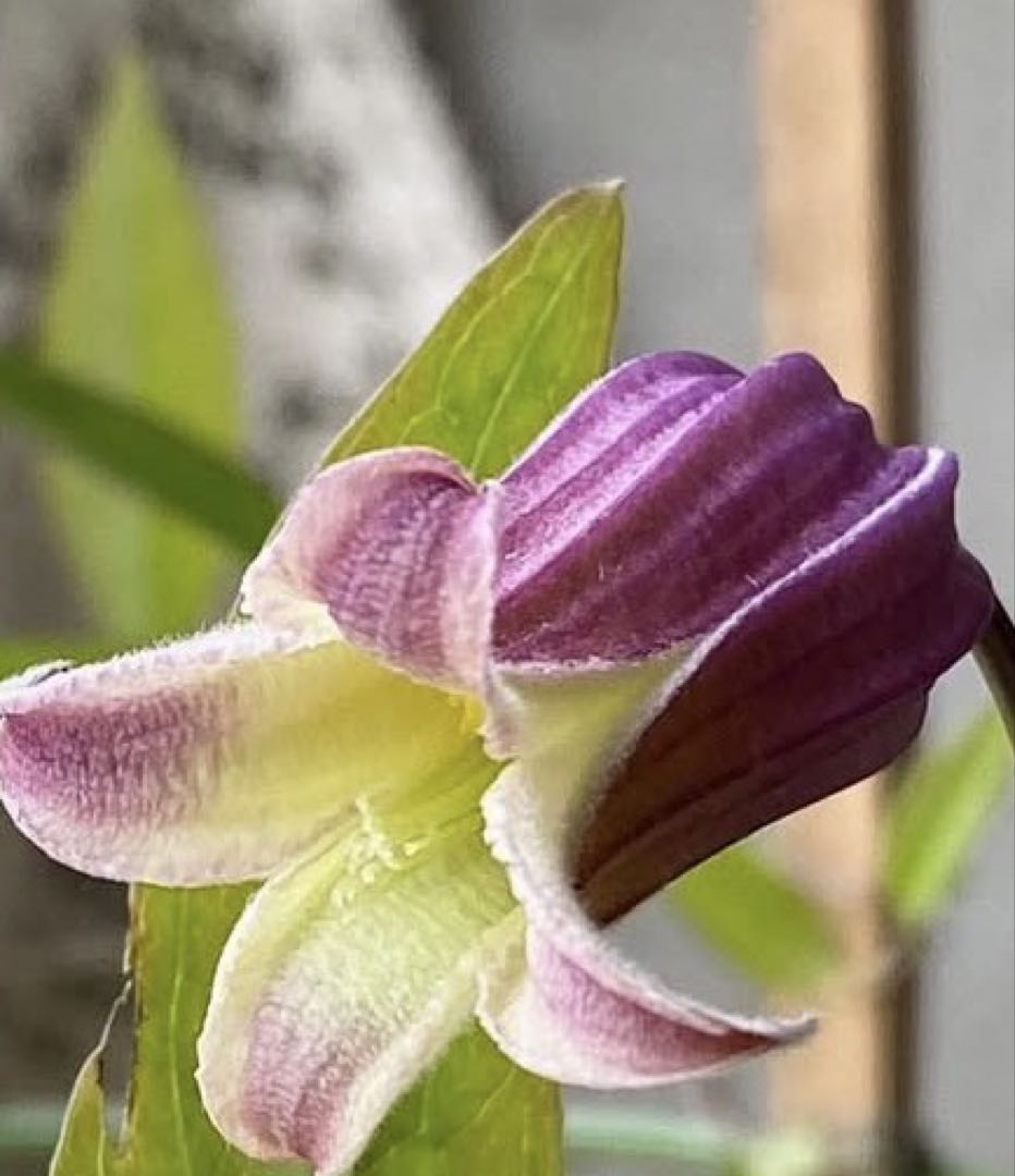 クレマチス 竹行燈仕立て 薄桜 ヴィオルナ系 壺型 正規品 6号鉢 - メルカリ