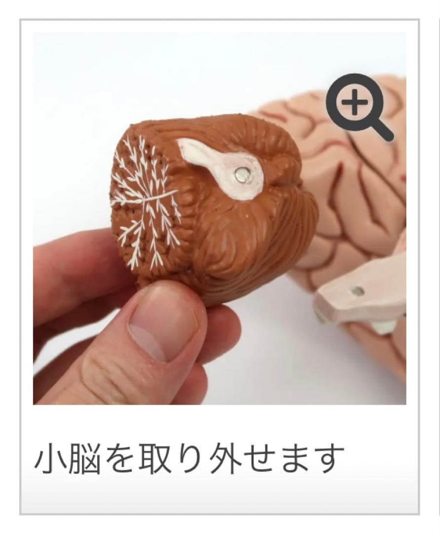 脳模型 5分解モデル 3B Smart Anatomy 実物大 新品未使用 - メルカリ