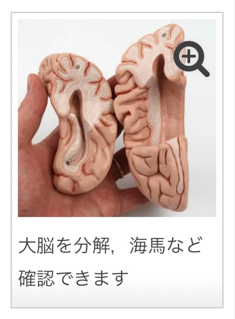 脳模型 5分解モデル 3B Smart Anatomy 実物大 新品未使用 - メルカリ
