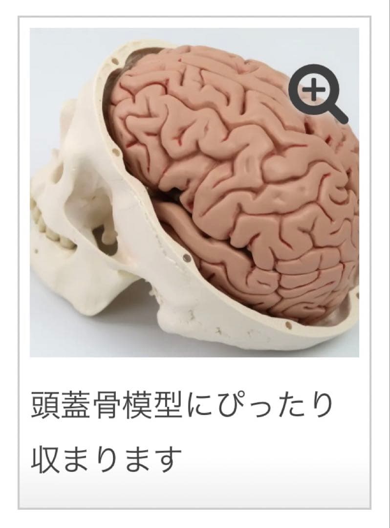 脳模型 5分解モデル 3B Smart Anatomy 実物大 新品未使用 - メルカリ