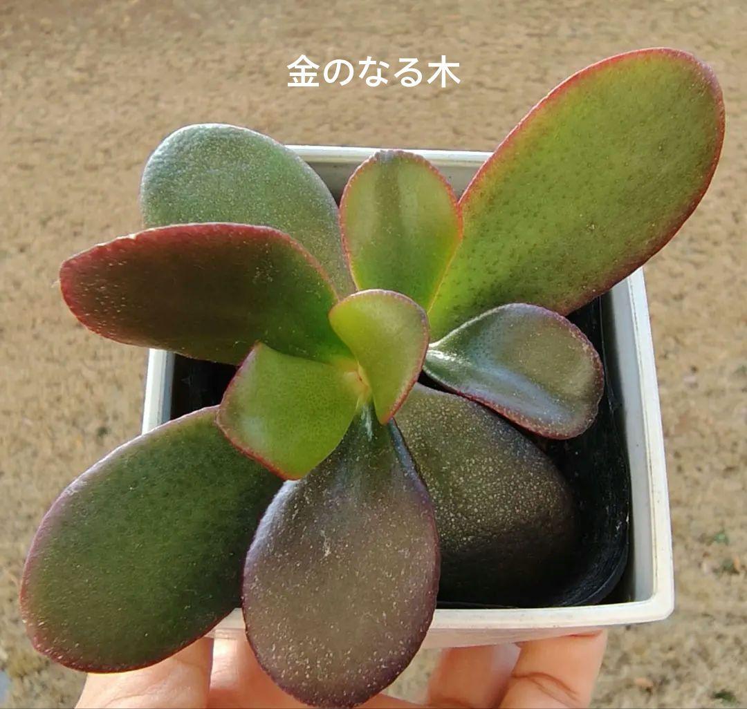 金のなる木 抜き苗 - メルカリ