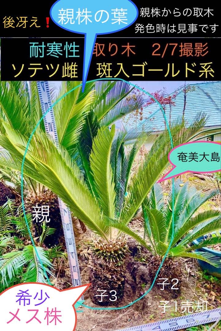 雌ソテツ　斑入ゴールド系　耐寒性 園芸ネット本店｜[ザ・ファームセレクト]ソテツ：斑入りソテツ 7号25
