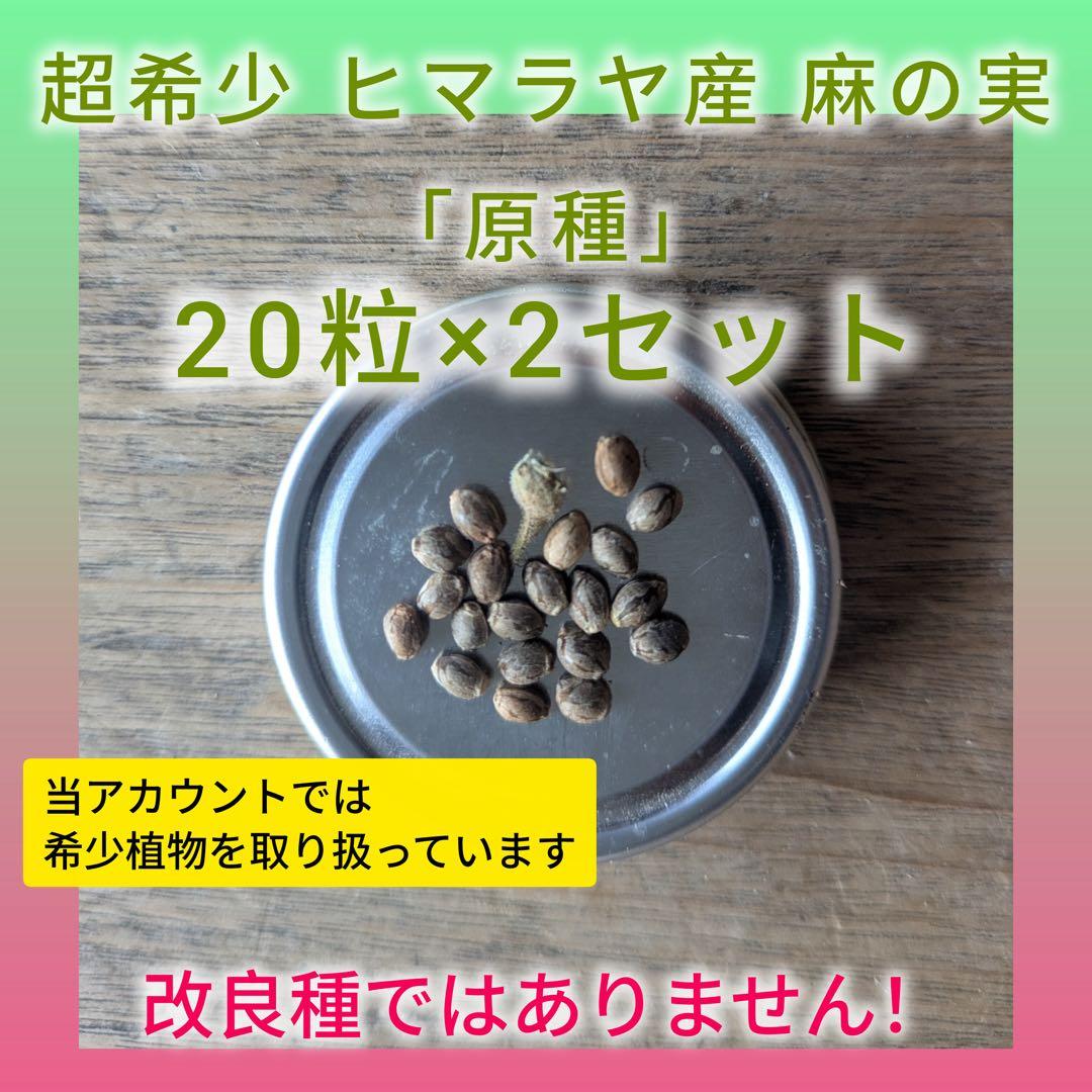 希少 40粒 麻の実 ヒマラヤ原種（ヘンプシード） - メルカリ