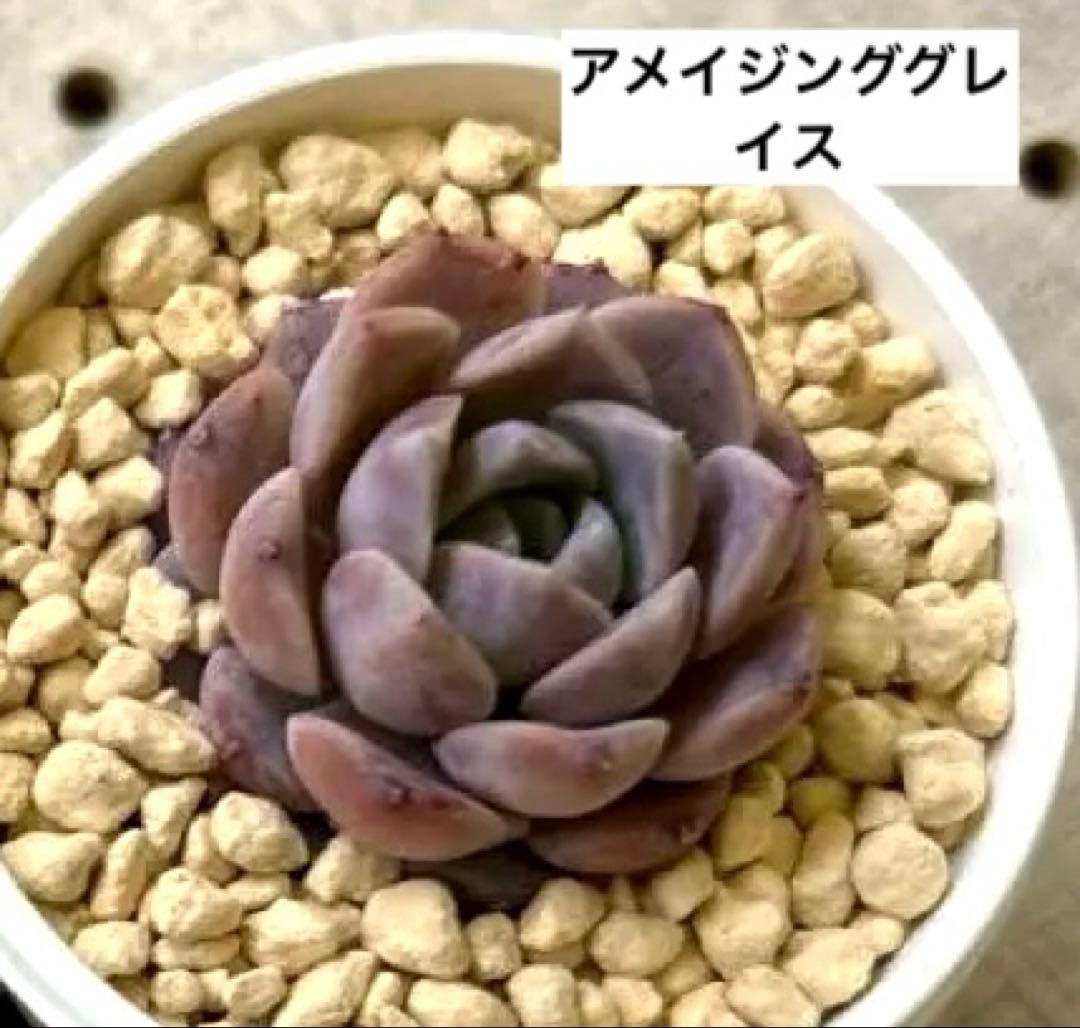 ෆ˚*感謝セールෆ˚* アメイジンググレイス 1苗 抜き苗 寄せ植え 多肉植物 多肉植物♡アメイジンググレース❤︎抜き苗(根付き) - メルカリ