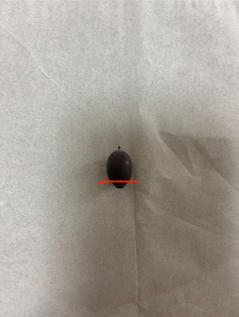 大賀ハスの種 10000粒 - メルカリ