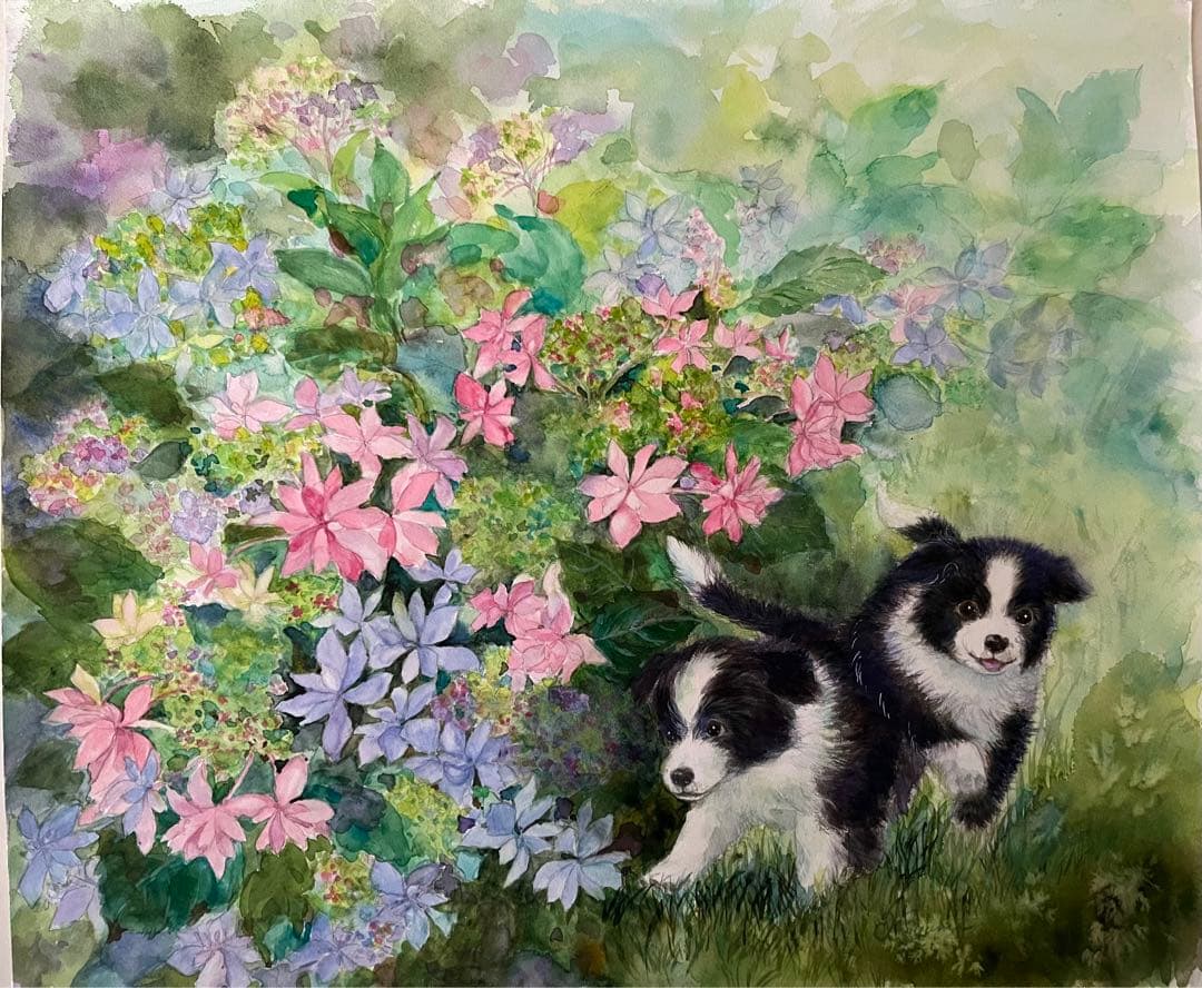 水彩画 ボーダーコリー あじさい