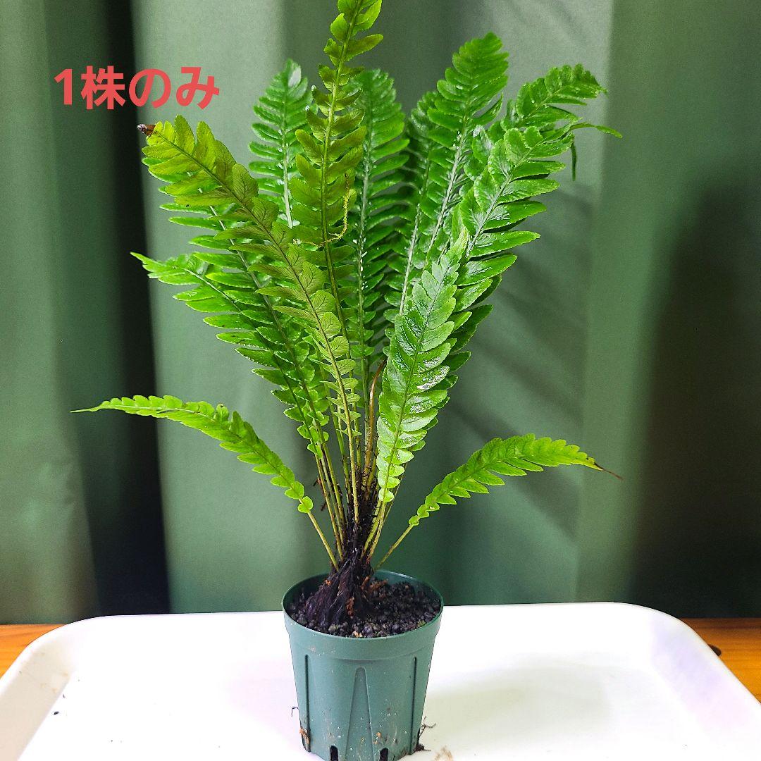 オブオブ ブレクナム オブツサタムvar.オブツサタム Blechnumシダ植物