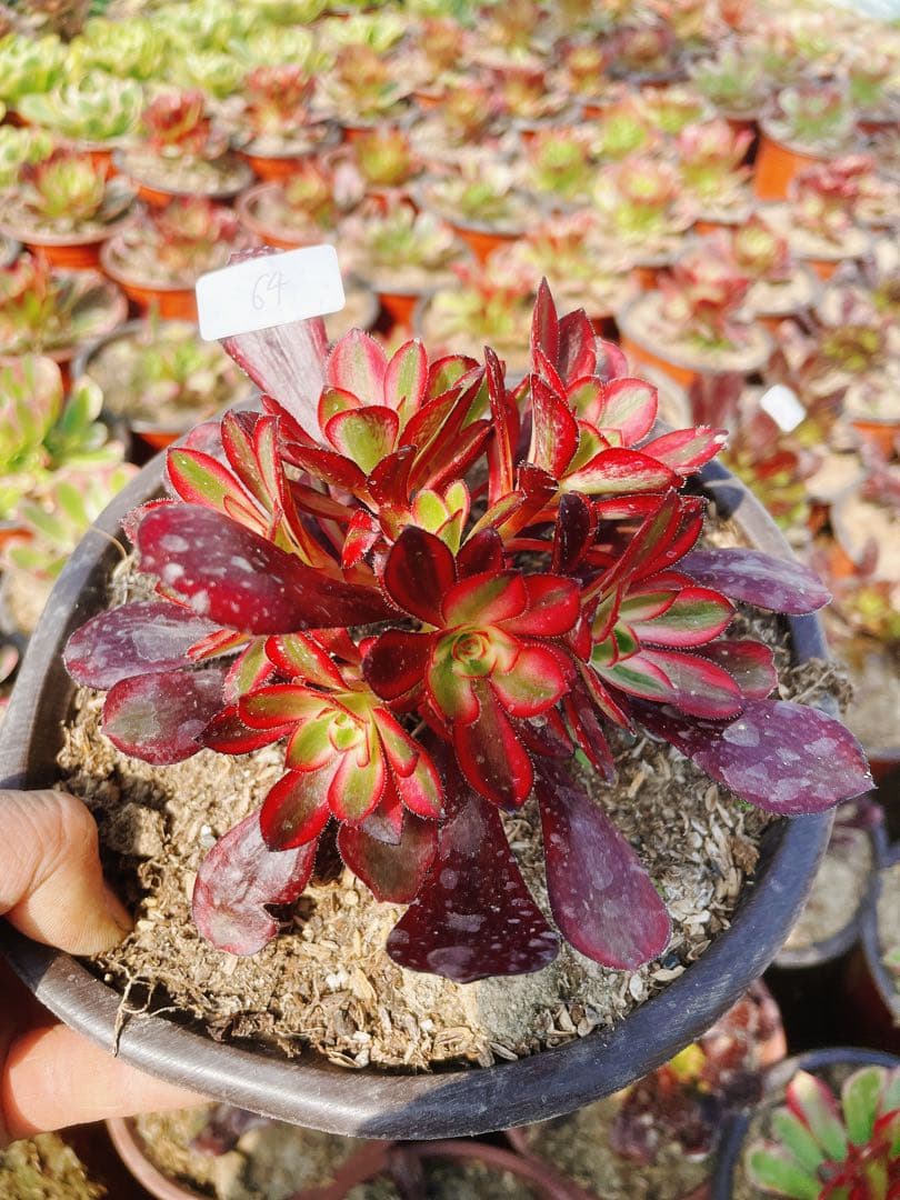 64 シャネル 小群生 アエオニウム 多肉植物 抜き苗 - メルカリ