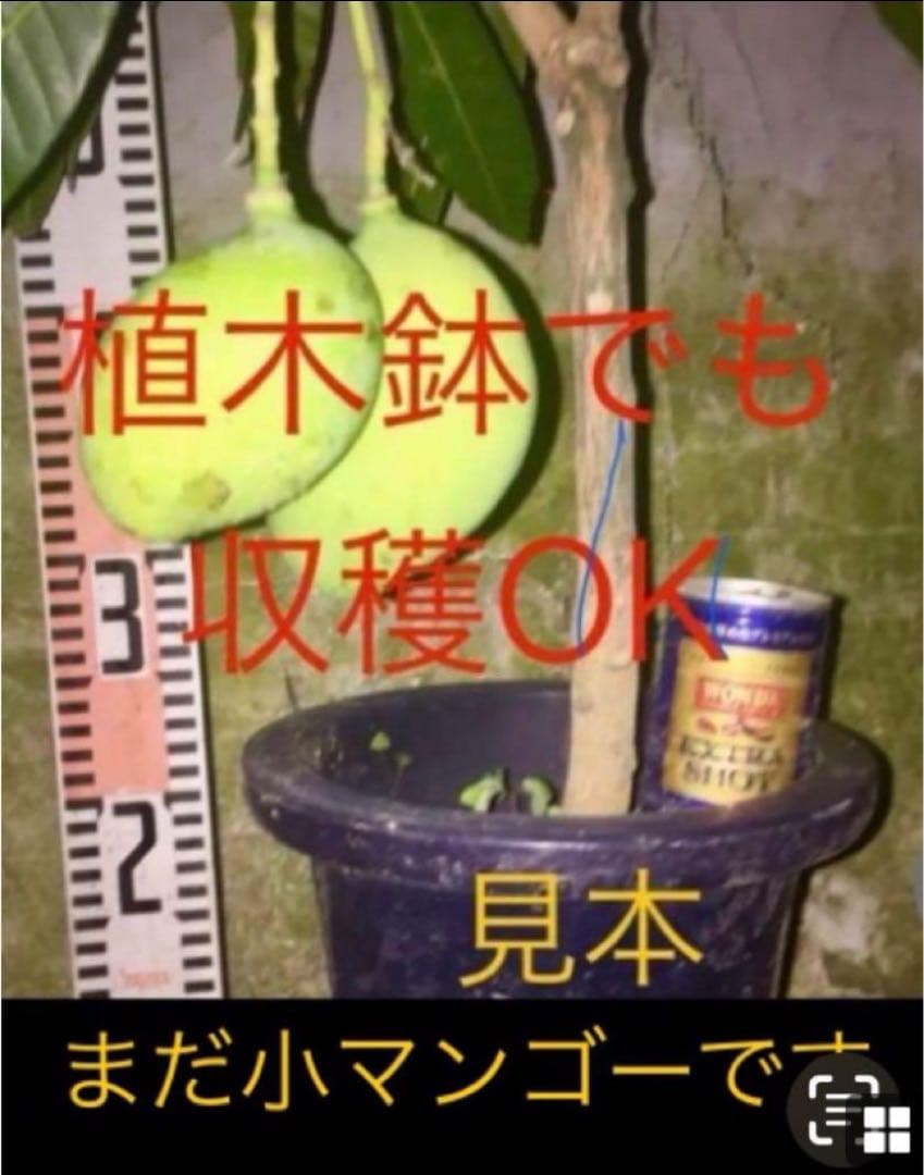 花芽・11 ヤマシタマンゴー 耐寒性 特選フルーツ