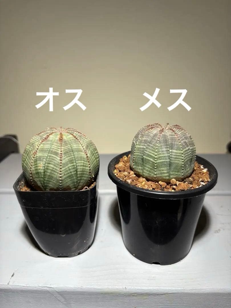 ユーフォルビア　オベサ　雄雌セット 販売済み：オベサ 図鑑】【お得な雄雌ペアセット】Euphorbia Obesa