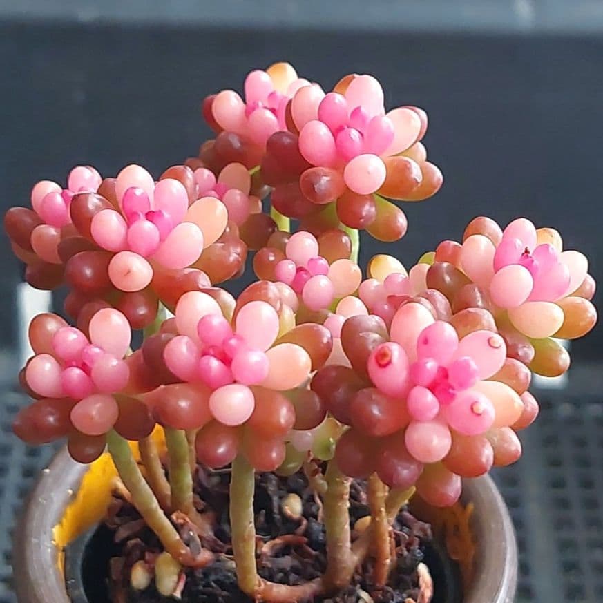 まとめ割可】レッドベリー錦⑫☆抜き苗☆セダム☆多肉☆多肉植物☆寄せ