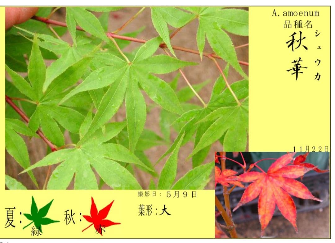もみじ 接木苗 3本セット｜秋華・竜松院・大勇｜計3