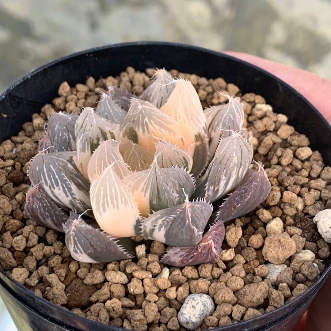 多肉植物 ハオルチア オブツーサ錦 魔王 - メルカリ