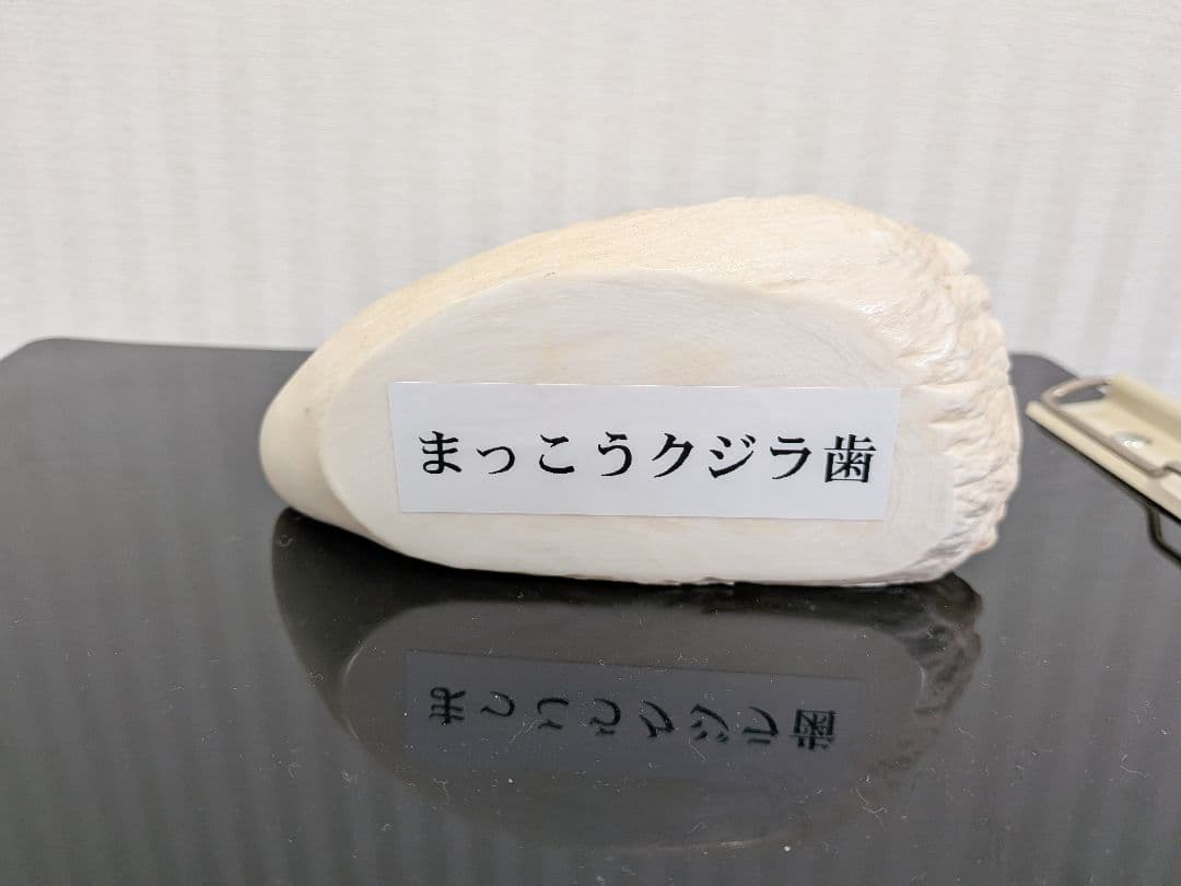 マッコウ鯨歯 本物 片面平磨き済み - メルカリ