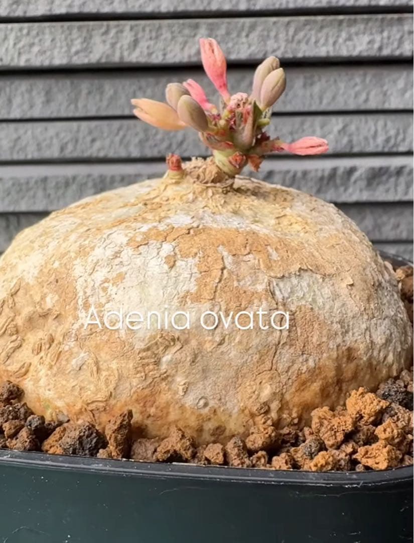 17.アデニア・オバタ 輸入直後新芽ありベアルート株 Adenia Ovata