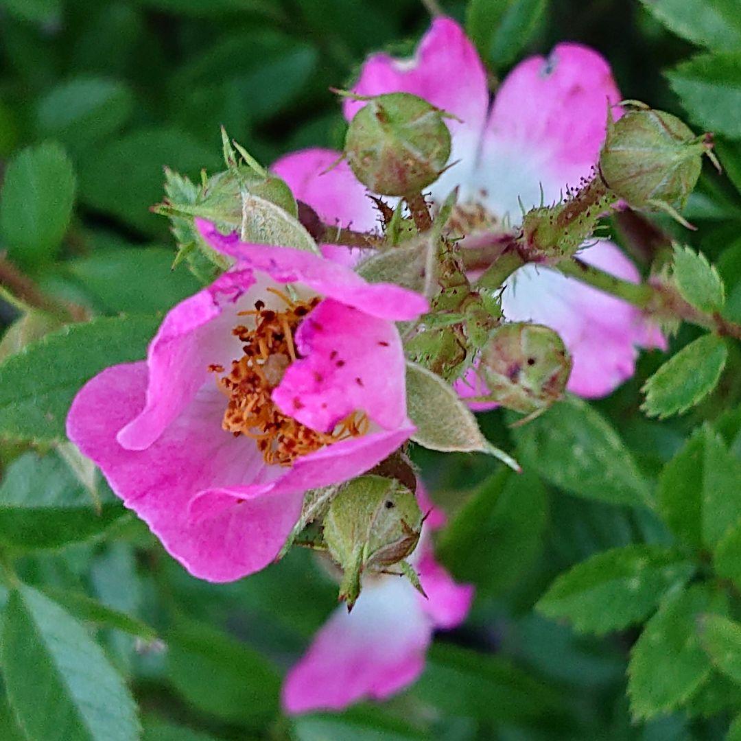 バラ大株 B 野薔薇 ノイバラ ピンク × 白グラデーション小花 抜き苗