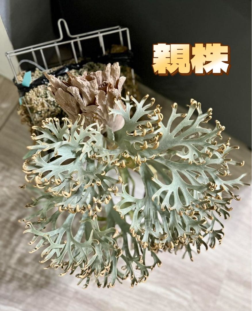 しーあ　ビカクシダ　P.willinckii Dwarf Nook P.willinckii Dwarf Nook spore〟 コンパクトにウィーリンキーの魅力の