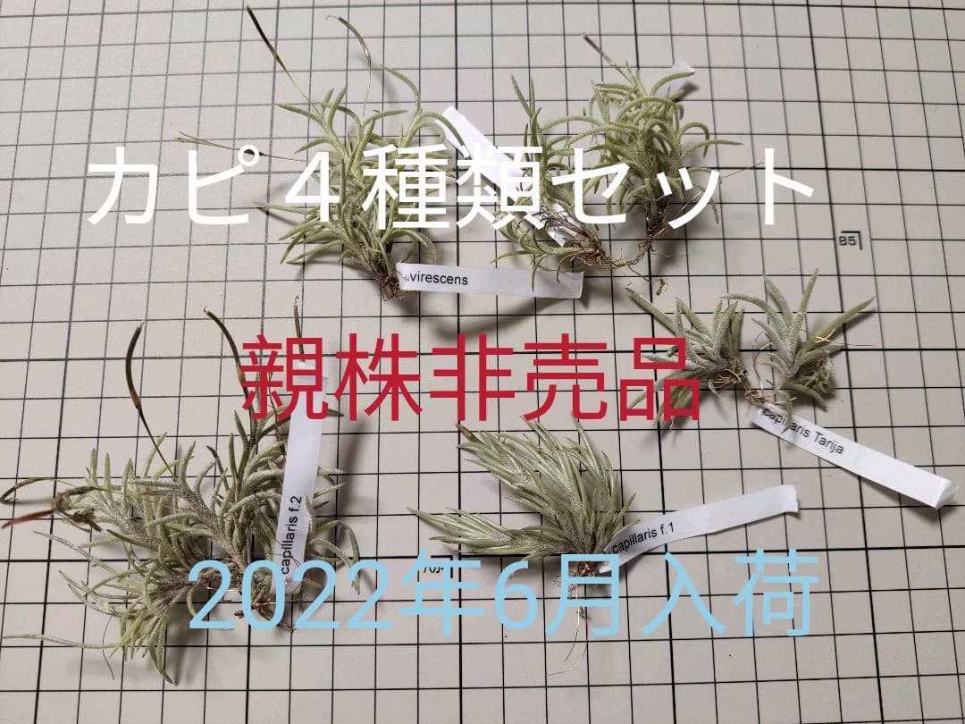 Tillandsia capillaris virescens 欧州産4種類 - メルカリ