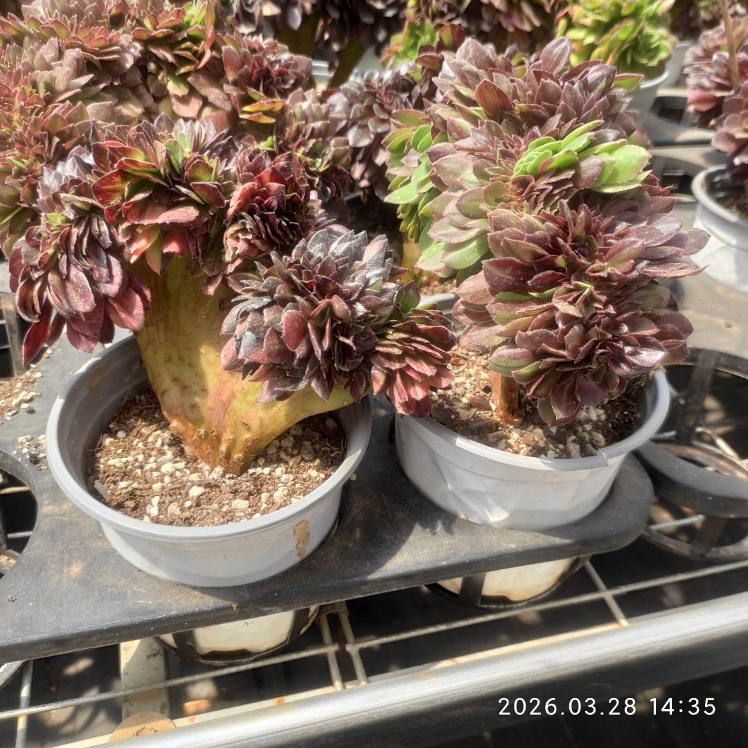Top【選抜株】多肉植物 23283アエオニウム ウィッチ 12個 鉢無し/脱土