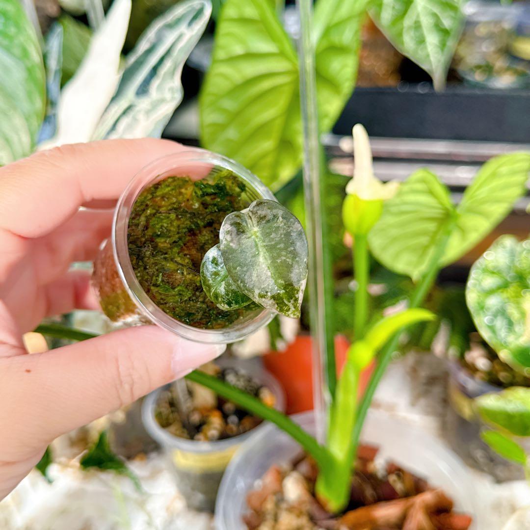 アロカシア ハートバルーン ベイビー ピンク 斑入り アロイド 観葉植物