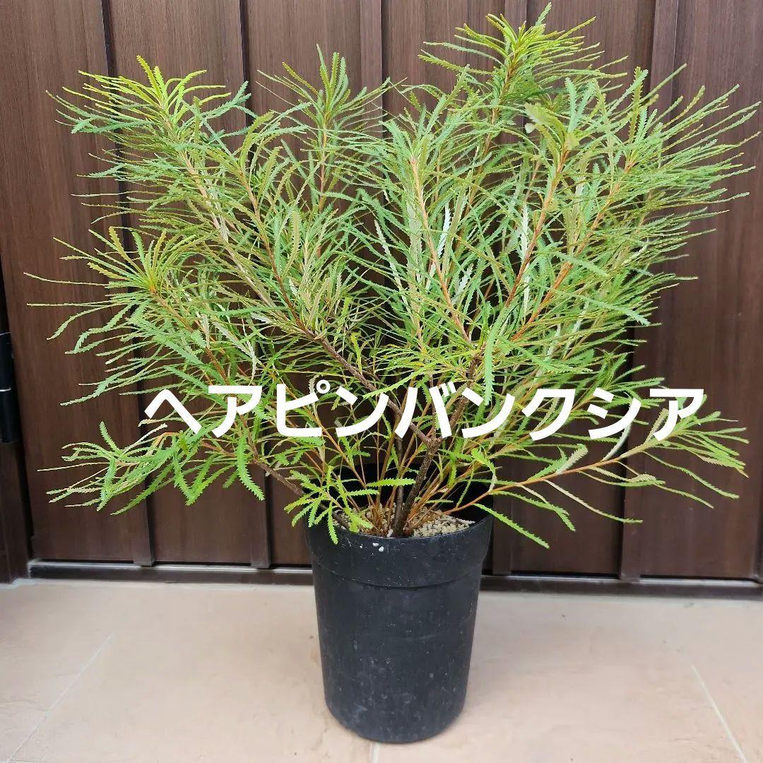 ボリューム苗木 ヘアピンバンクシア スピヌロサ 鉢植え 苗 オージー