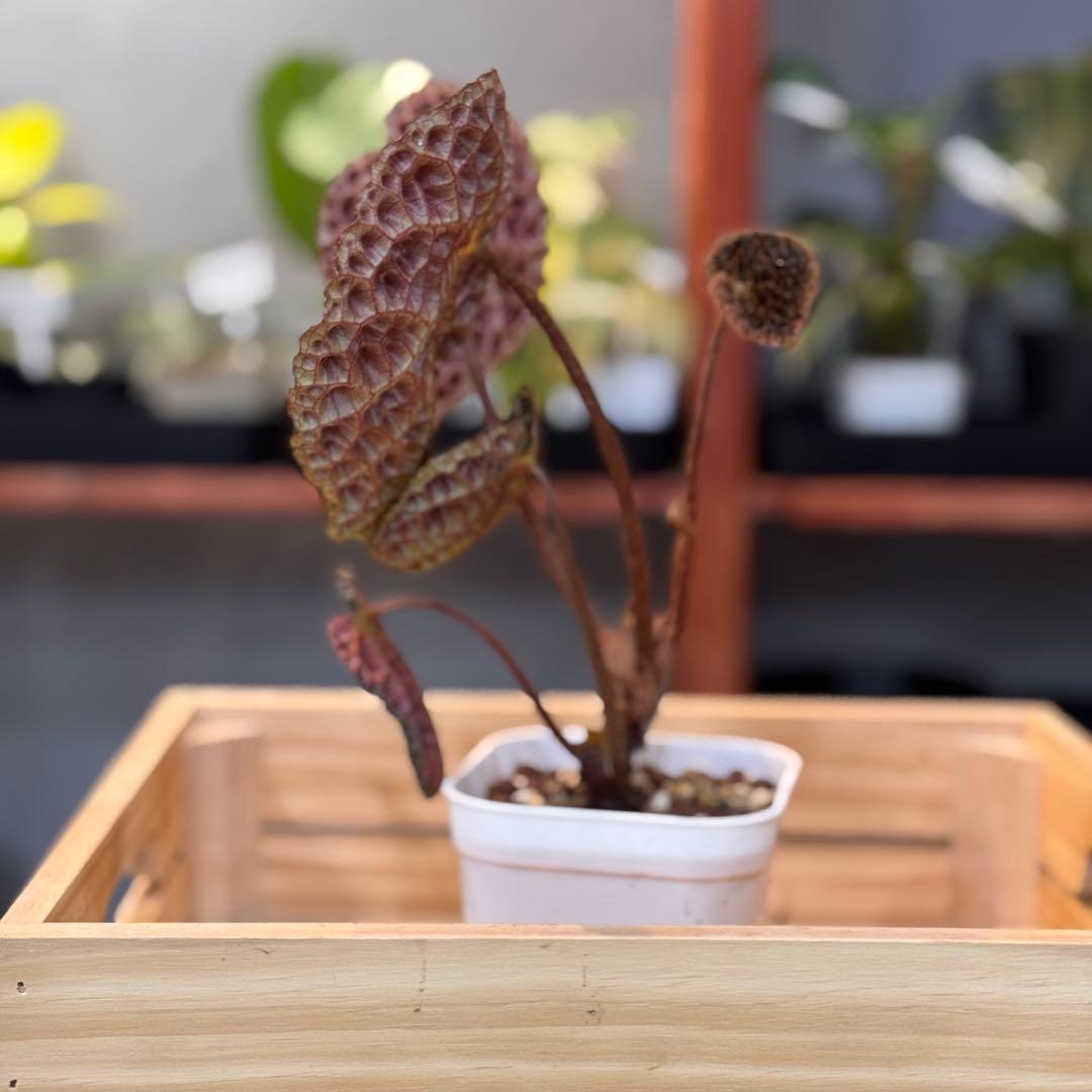 21 ベゴニア フェロックス 激レア トゲトゲ 希少植物 - メルカリ