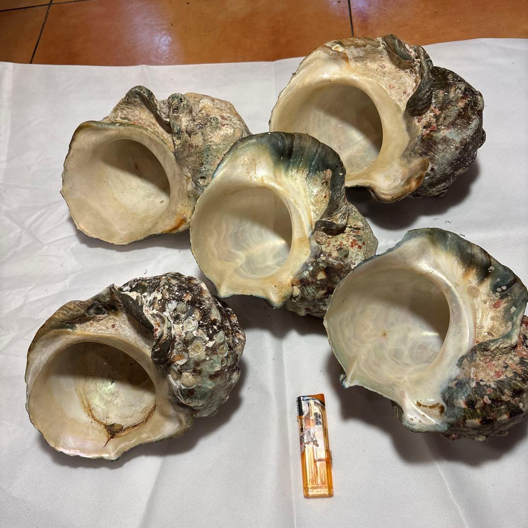 夜光貝5個セット 夜光貝の殻（大）15cm～18cm蓋なし 5個