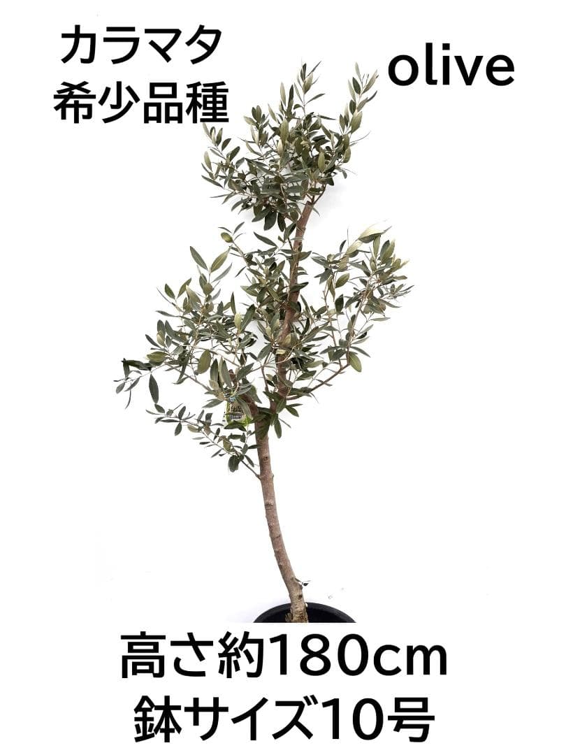 オリーブの木　カラマタ　10号　約180cm　K-341　希少品種　現品掲載 2026年最新】オリーブ苗木 カラマタの人気アイテム - メルカリ