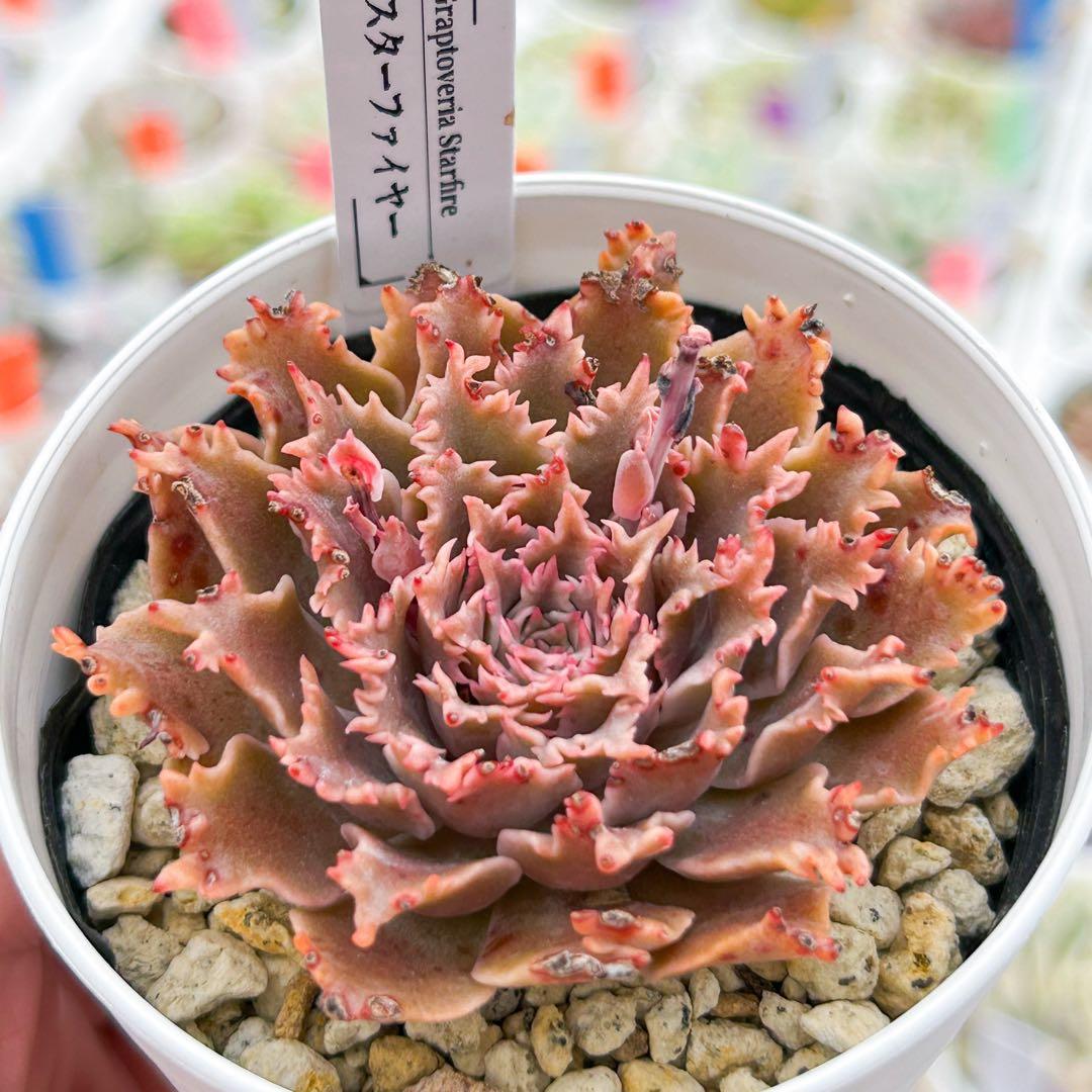 現品限り 大人気 多肉植物 スターファイヤー 超美苗 レア種 ゆうゆう