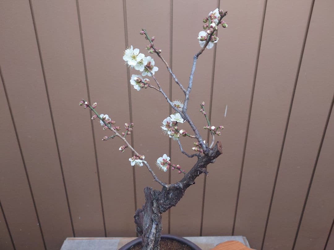 盆栽 野梅 樹高60cm 盆栽 野梅 5 樹高56cm - 本店 野梅の盆栽