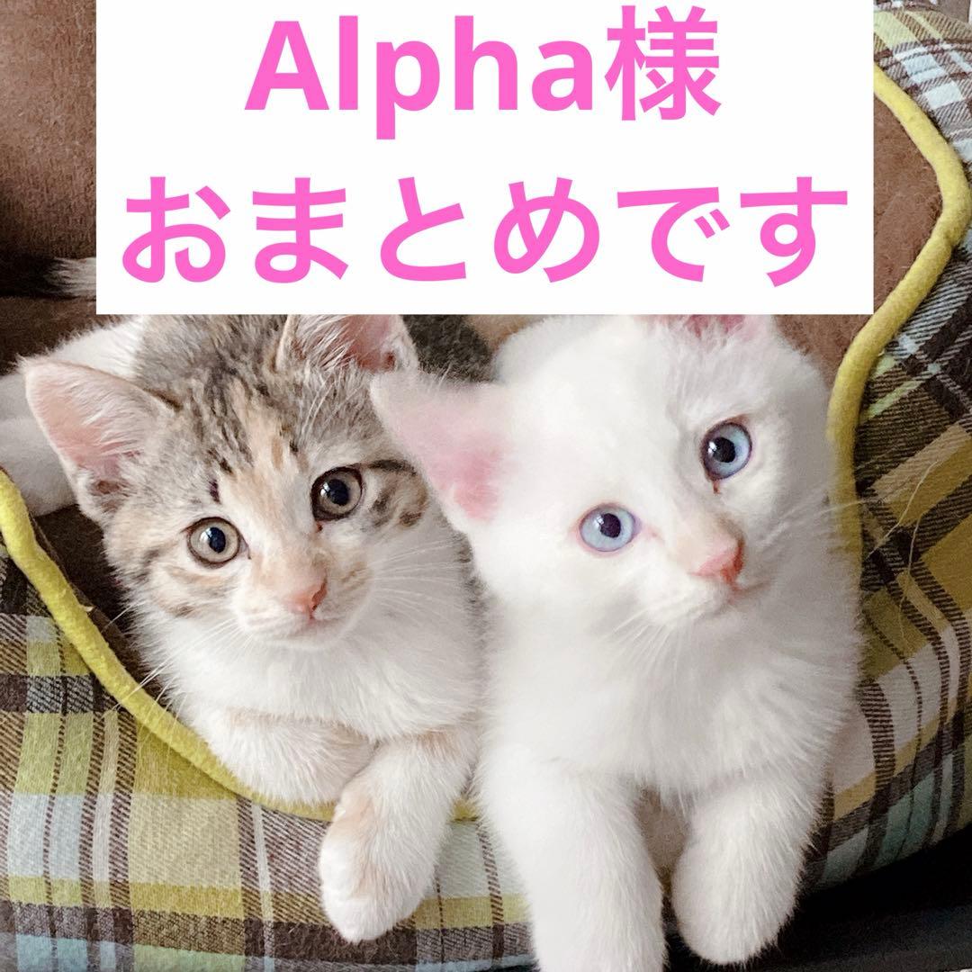 Alpha様 リクエスト 2点 まとめ商品 - メルカリ