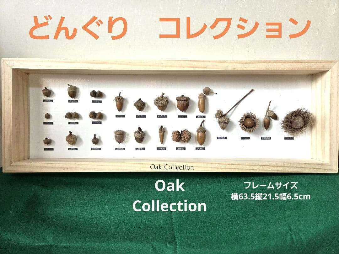 23種】どんぐり 標本 （OakCollection） フレーム インテリア - メルカリ