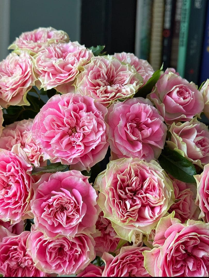 切花バラ苗 楽天市場】予約販売 バラ苗 バラ新苗 黄昏 たそがれ 契約品種 薔薇
