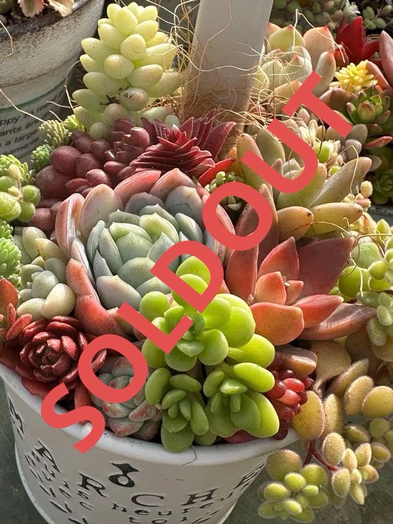 多肉植物の寄せ植え（白い鉢） 楽天市場】多肉 多肉植物 寄せ植え 『 白い陶器 多肉の寄せ植え 1個