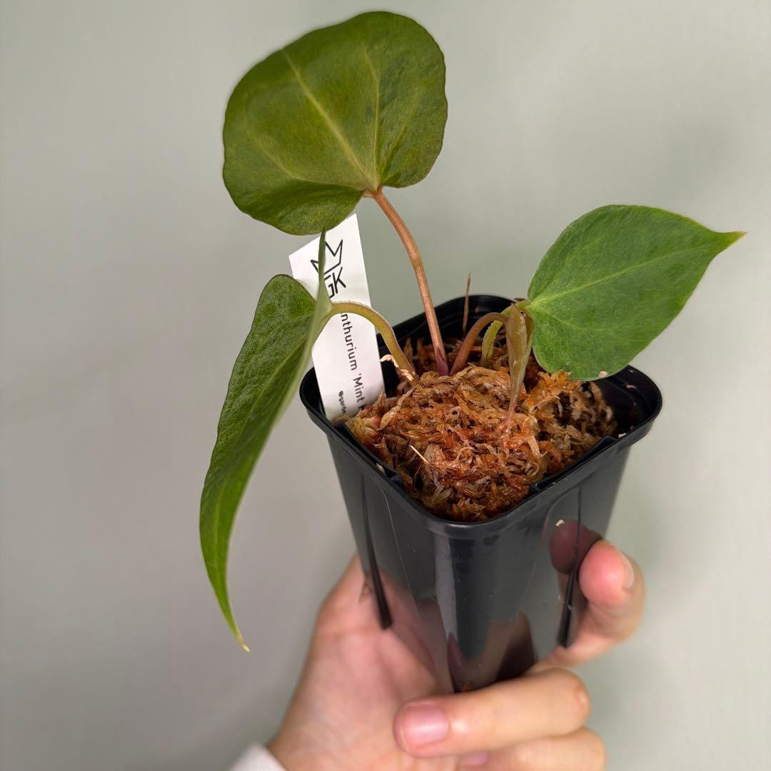 Anthurium 'Mint King' アンスリウムミントキング 4