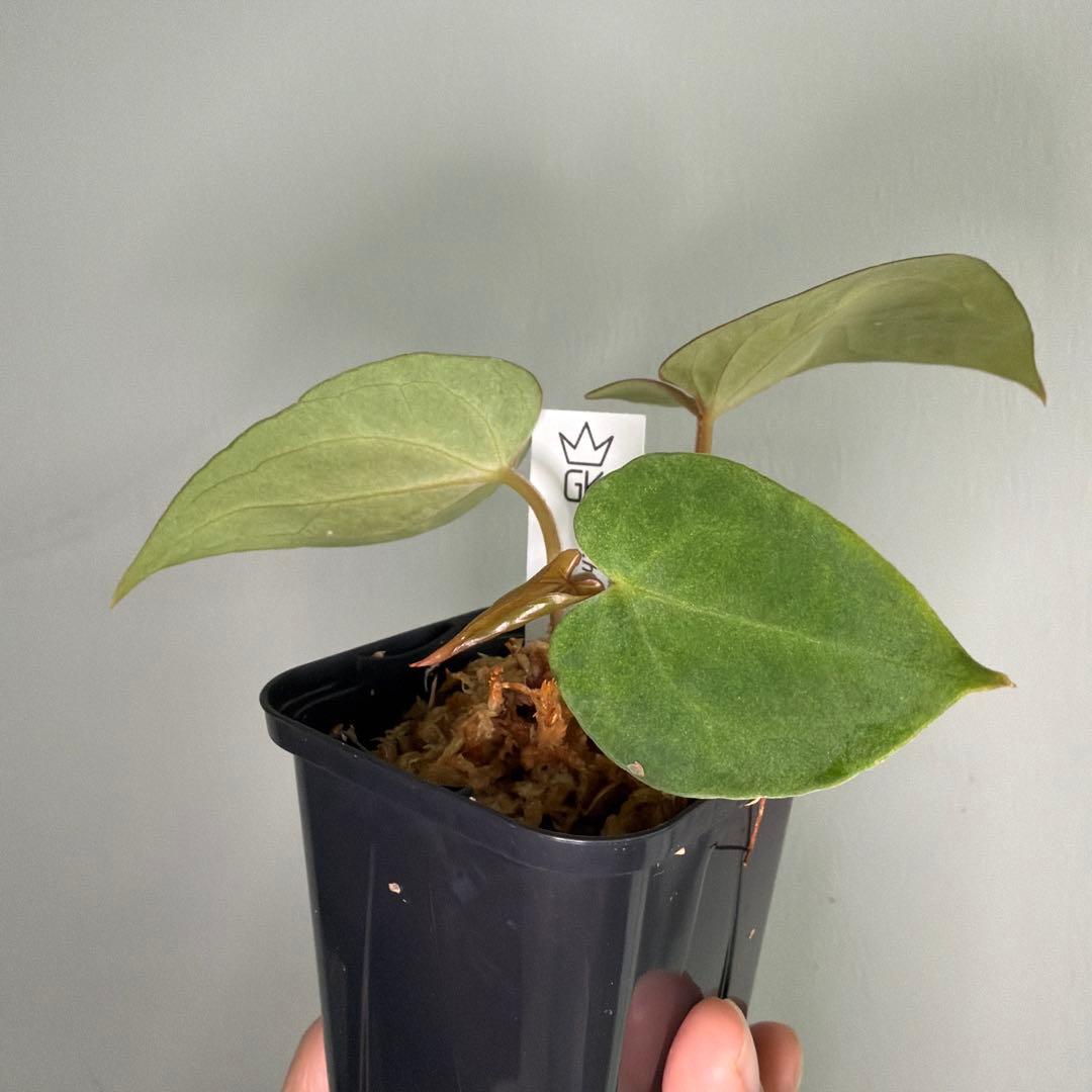 Anthurium 'Mint King' アンスリウムミントキング 4 - メルカリ