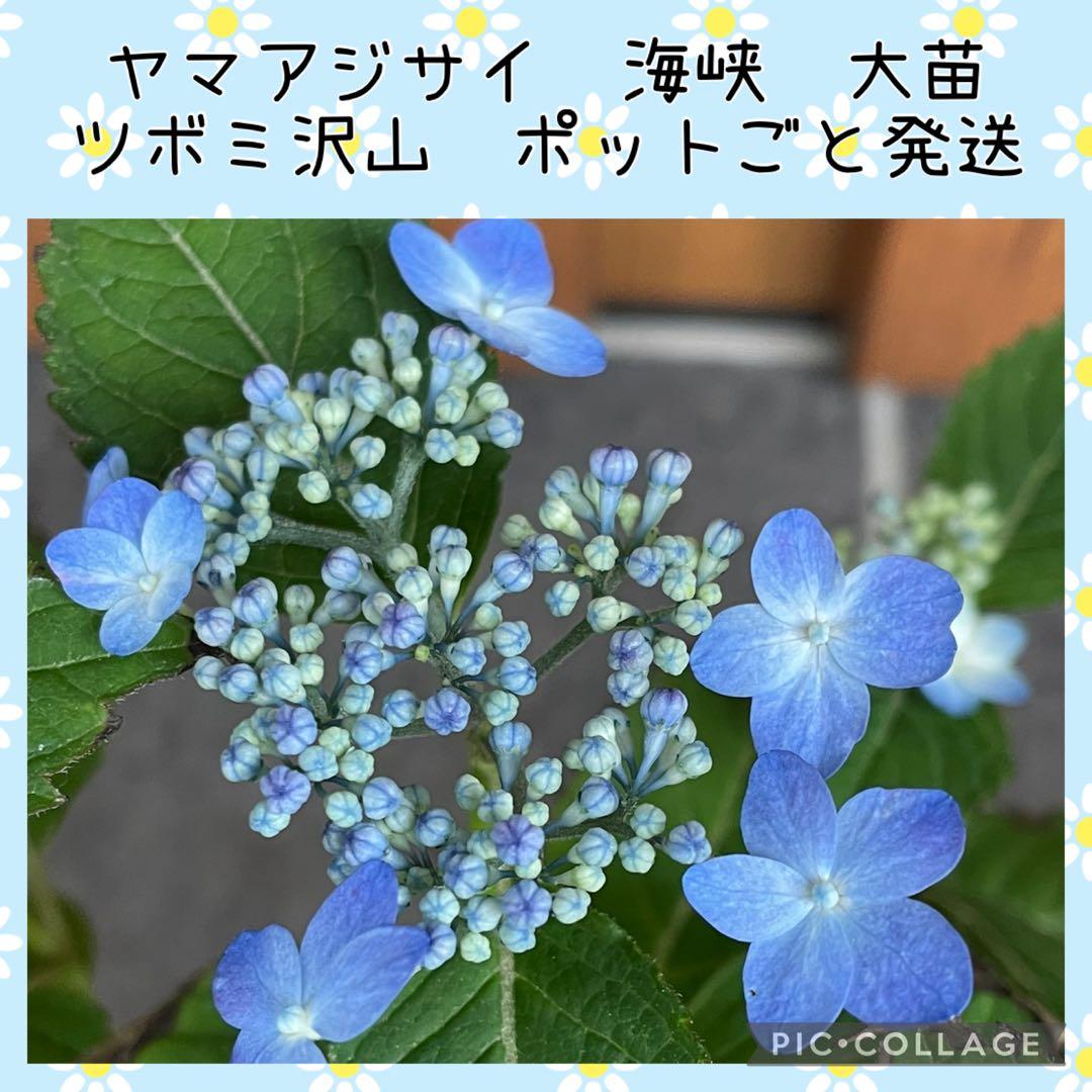 花苗】ヤマアジサイ 海峡 ポットごと発送 山紫陽花 山アジサイ