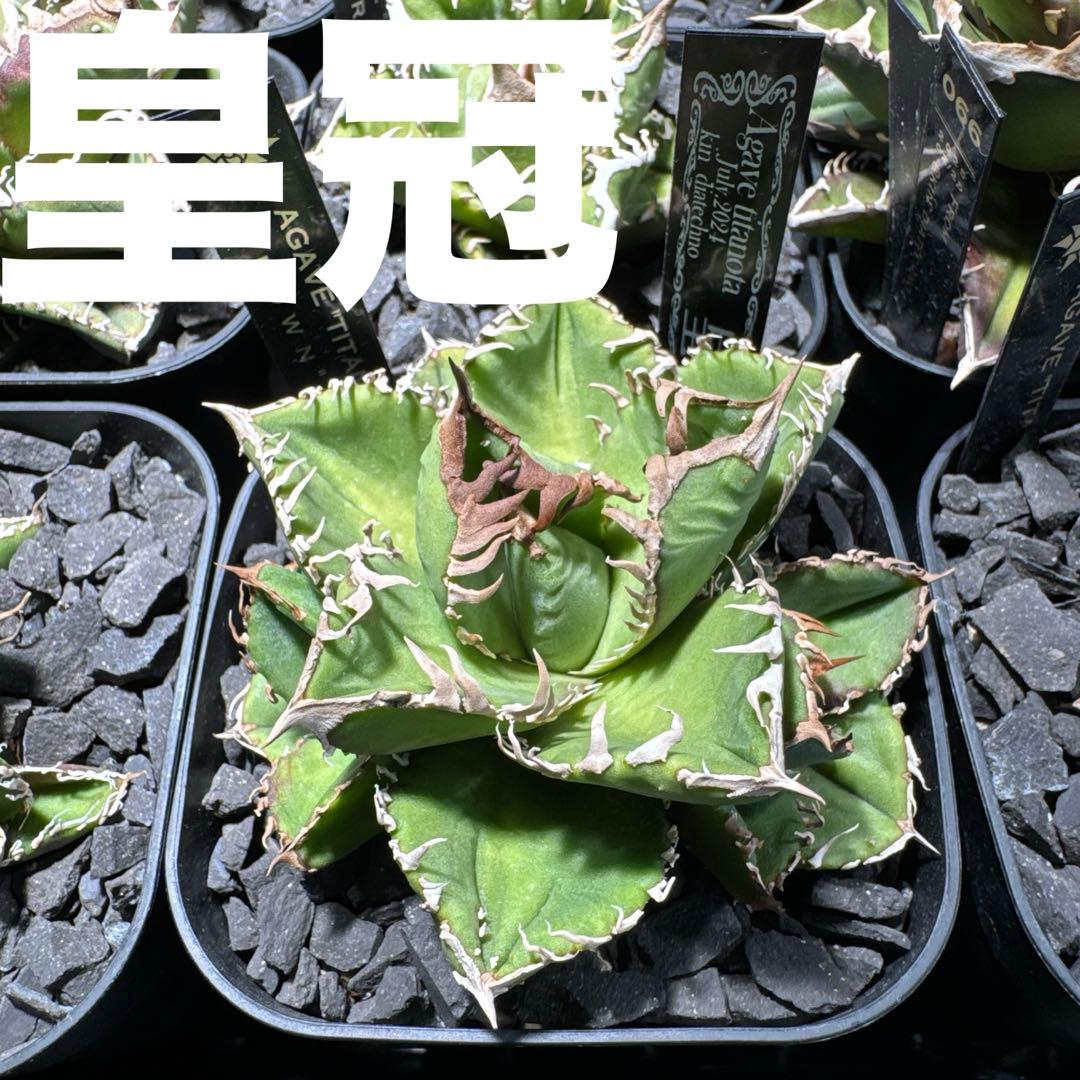 有名趣味家血統】アガベ⭐︎チタノタ⭐︎皇冠01⭐︎子株⭐︎台湾lize