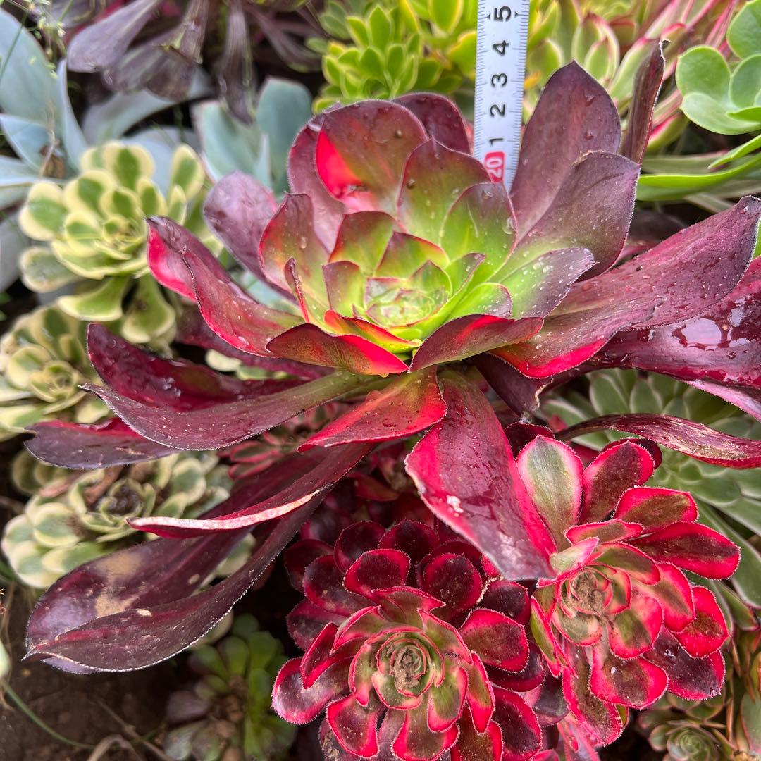 多肉植物。アエオニウム Voodoo紅魔女法師七彩錦抜き苗 - メルカリ