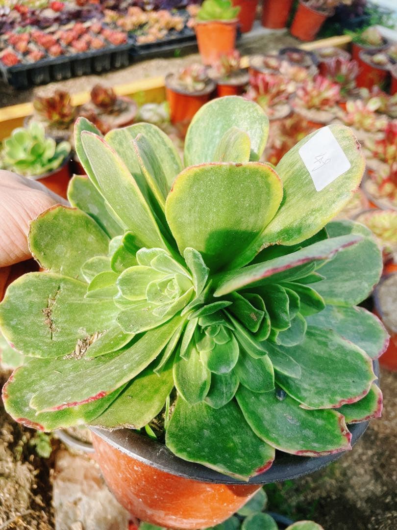 49 玉龍観音 小群生 アエオニウム 多肉植物 抜き苗 - メルカリ