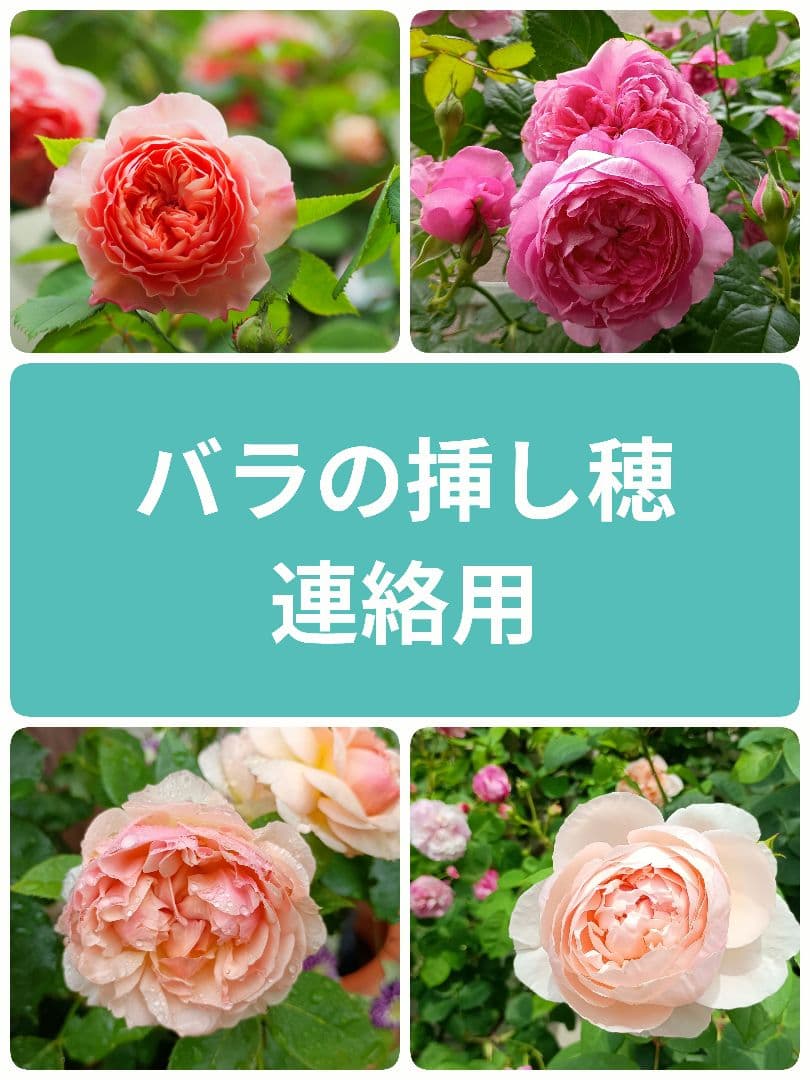 バラの挿し穂　ウィリアムモリス他　連絡用 ウィリアム・モリス｜園芸日記byHaluri｜みんなの趣味の園芸｜1342146