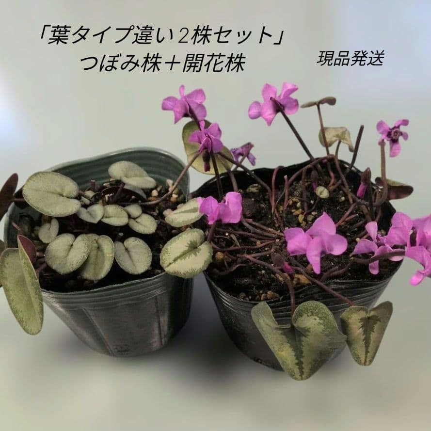 原種シクラメン コウム 2株セット シルバープリンス＆クリスマスツリー