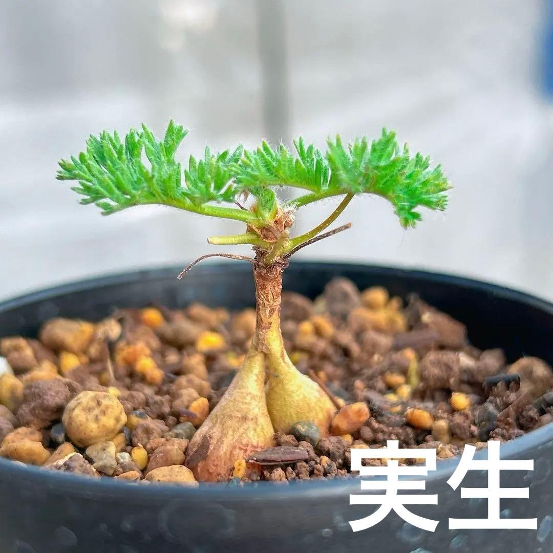 大特価☆実生☆早い者勝ち】 ペラルゴニウム トリステ 鉢のまま発送 81