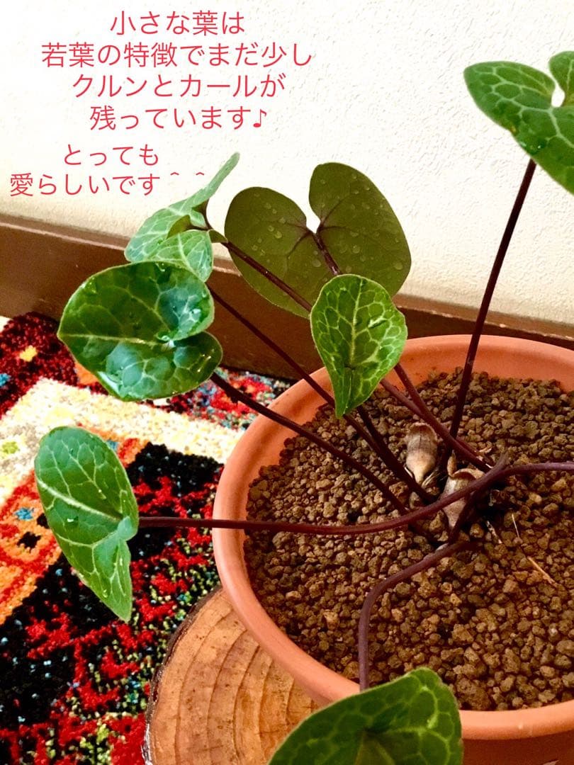 希少【天然野生のカンアオイ＊寒葵＊亀甲斑入り＊ちょこんと可愛いお花