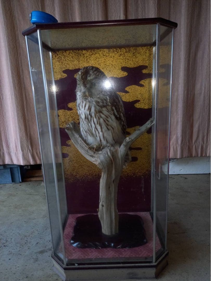 フクロウの剥製 ふくろう 剥製 高さ53cm - メルカリ